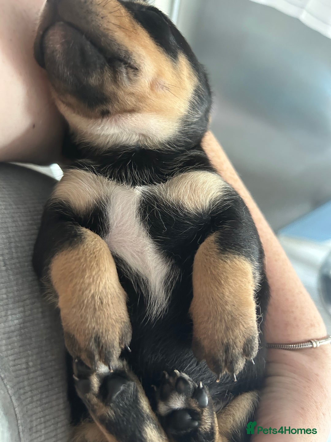 Mixed Breed dogs for sale: Husky cross dashound rare breed  - Image 17