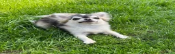 Chihuahua dogs for stud: Thailand KC registered tiny husky marking boy - Advert 6