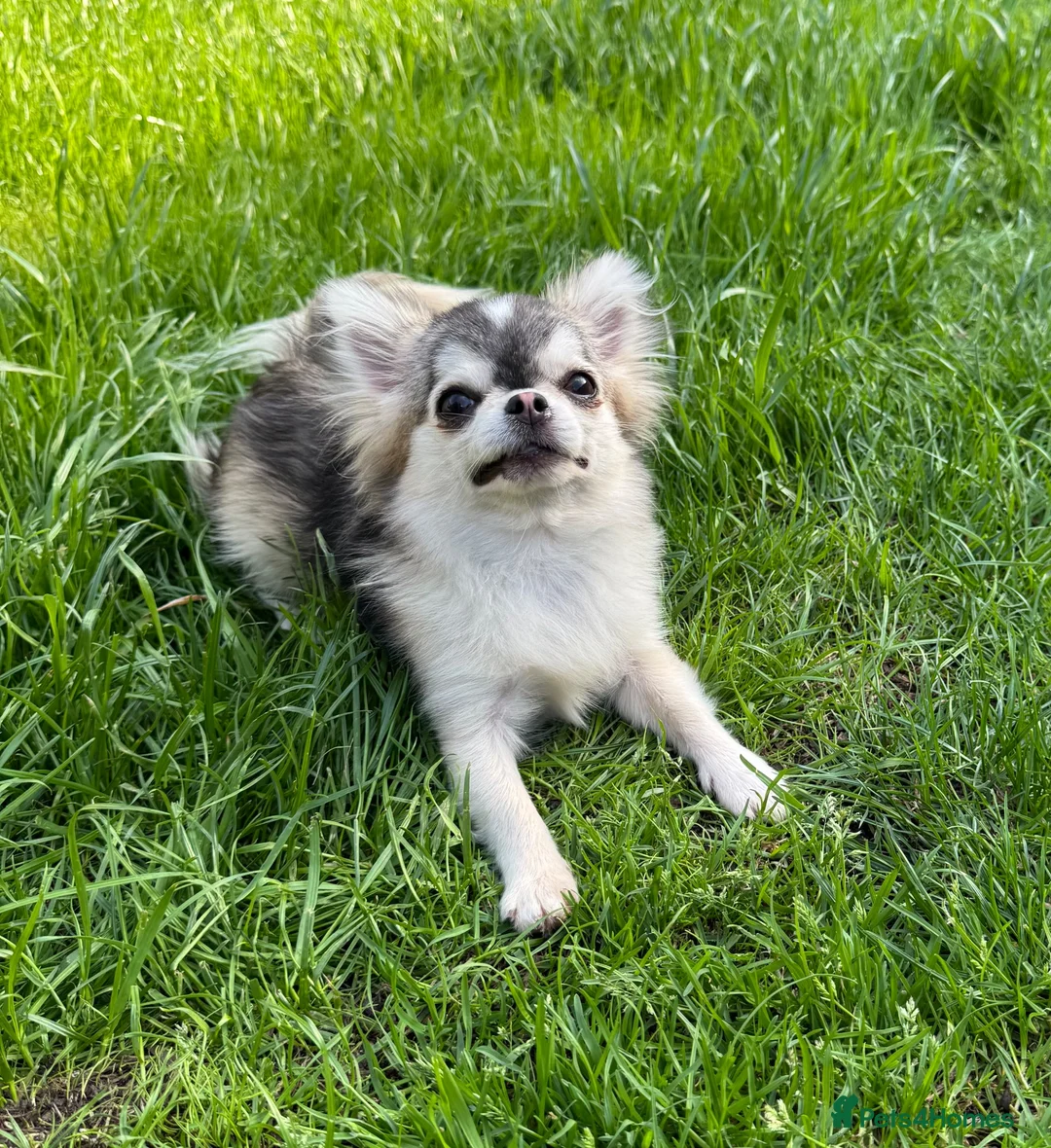 Chihuahua dogs for stud: Thailand KC registered tiny husky marking boy - Advert 6