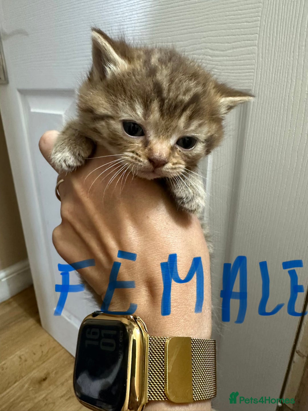 British Shorthair cats for sale: Kittens British shorthair mixed  - Image 18