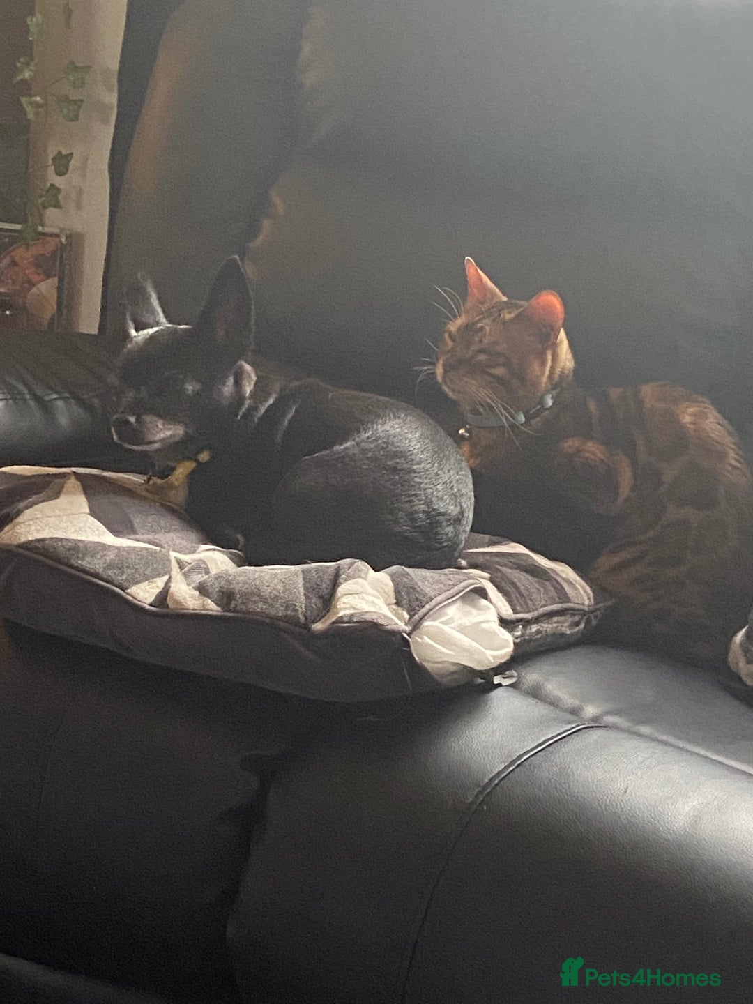 Bengal cats for sale: Beautiful boy bengal  - Image 2