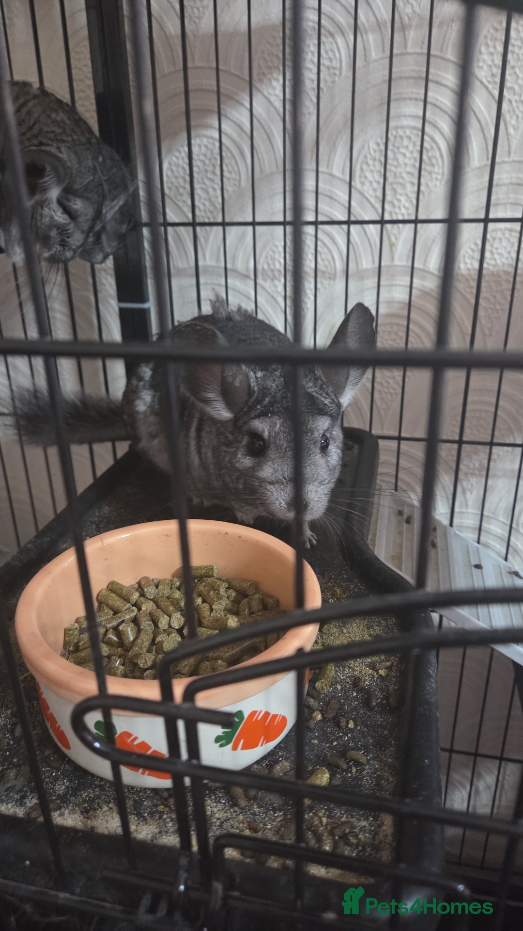 British Shorthair cats for sale: 3 chinchillas  2 female 1x 4 month old baby girl  - Image 4
