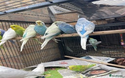 Budgerigars birds for sale: Baby Babies - Image 11