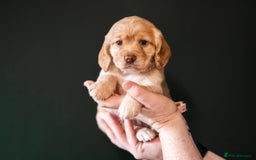 Cocker Spaniel dogs for sale: KC Reg Working Cocker Spaniels (Golden) - Image 10