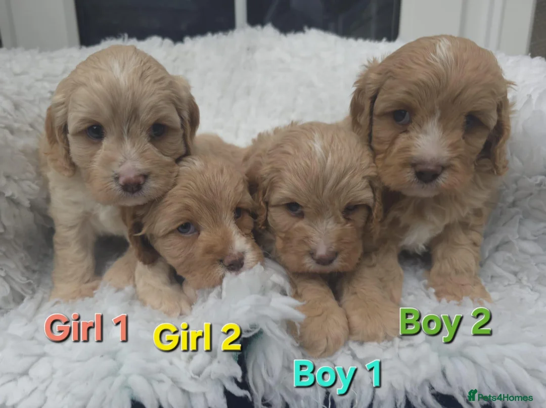Cavapoo dogs for sale: Quality F1 Cavapoos. in Stockport - Advert 2