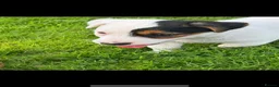 Jack Russell dogs for sale: jackrussell in Aberystwyth - Advert 17