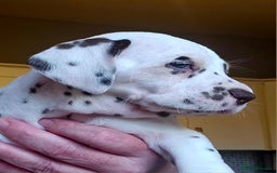 Dalmatian dogs for sale: Beautiful Dalmatian Puppies - Image 5