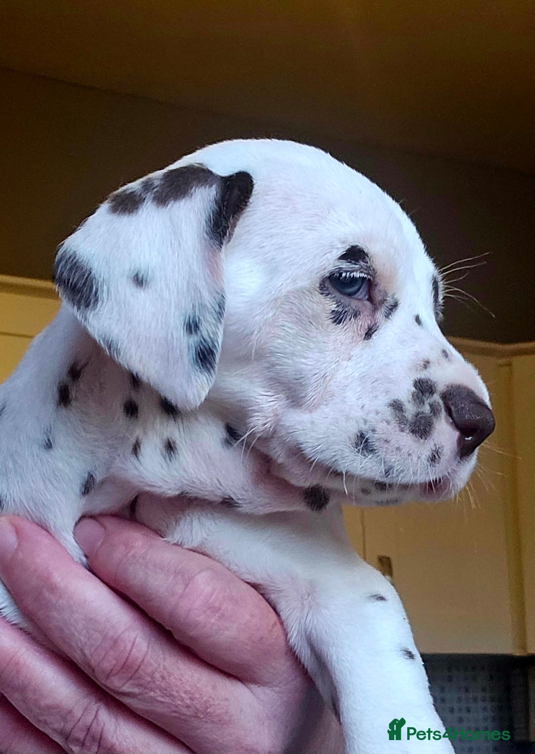 Dalmatian dogs for sale: Beautiful Dalmatian Puppies - Image 5