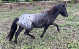 Miniature horses for sale: Stunning Miniature Shetlands - Image 3