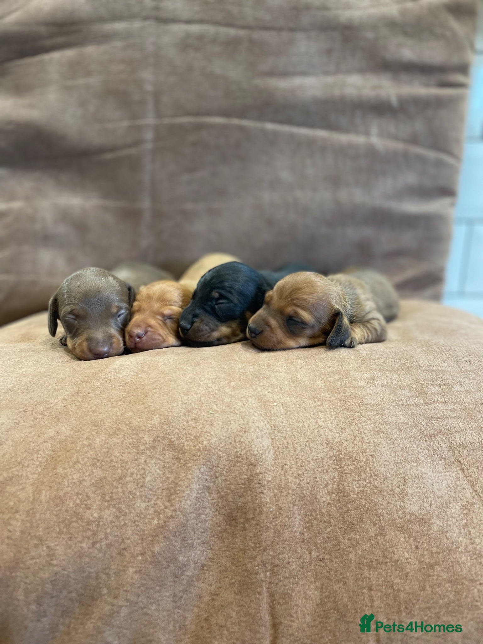 Miniature Dachshund dogs Beautiful Miniature Dachshund Puppies for Sale - Advert 1
