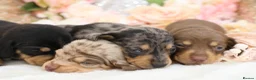 Miniature Dachshund dogs for sale: KC Miniature Dachshund Puppies - Advert 22