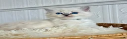 Ragdoll cats for sale: ✨ Exceptional Ragdoll Kittens Ready to leave ✨ - Advert 29