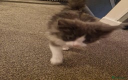 Ragdoll cats for sale: Ragdoll cross kittens  - Image 13