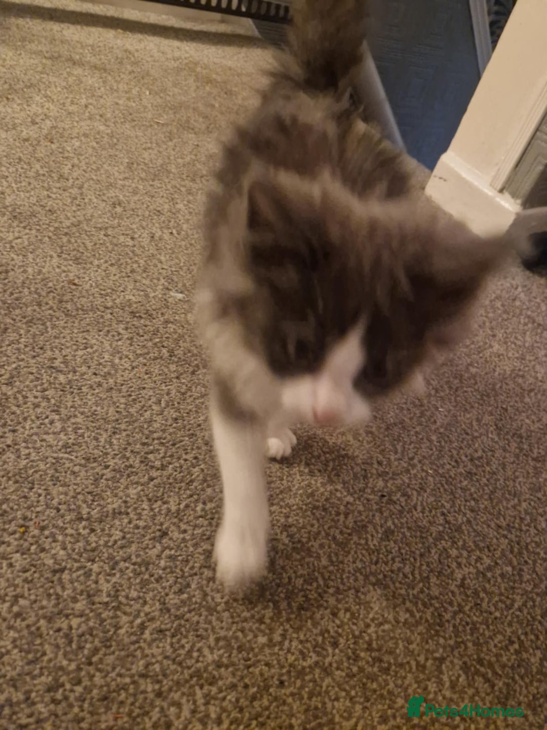 Ragdoll cats for sale: Ragdoll cross kittens  - Image 13