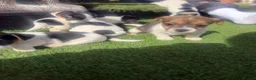 Jack Russell dogs for sale: 5 beautiful Jack Russell puppies  in Wickford - Advert 30