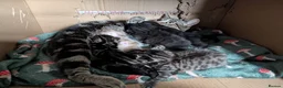 Bengal cats for sale: 4 beautiful kittens for sale  in Portsmouth - Advert 9