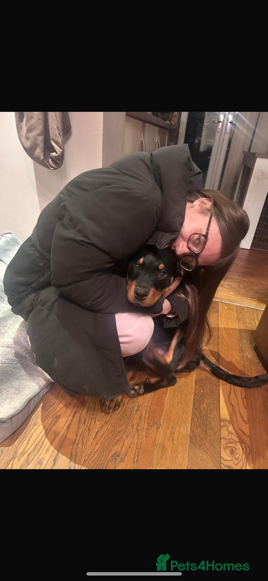 Rottweiler dogs for sale: Loki, Male 8 month rottweiler - Image 7