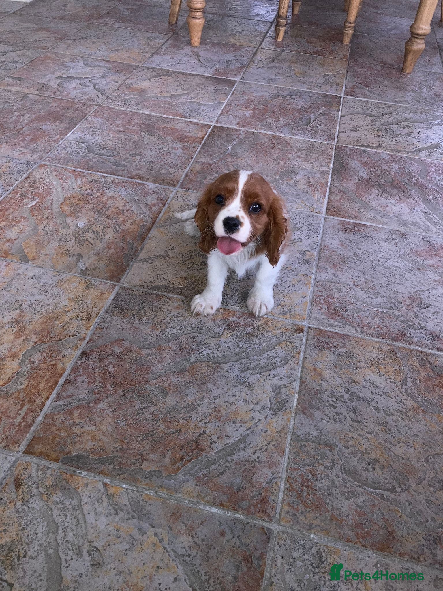 Cavalier King Charles Spaniel dogs Super KC blenheim pups from health tested parents - Advert 1