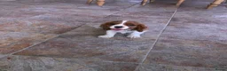 Cavalier King Charles Spaniel dogs for sale: Super KC blenheim pups from health tested parents - Advert 1