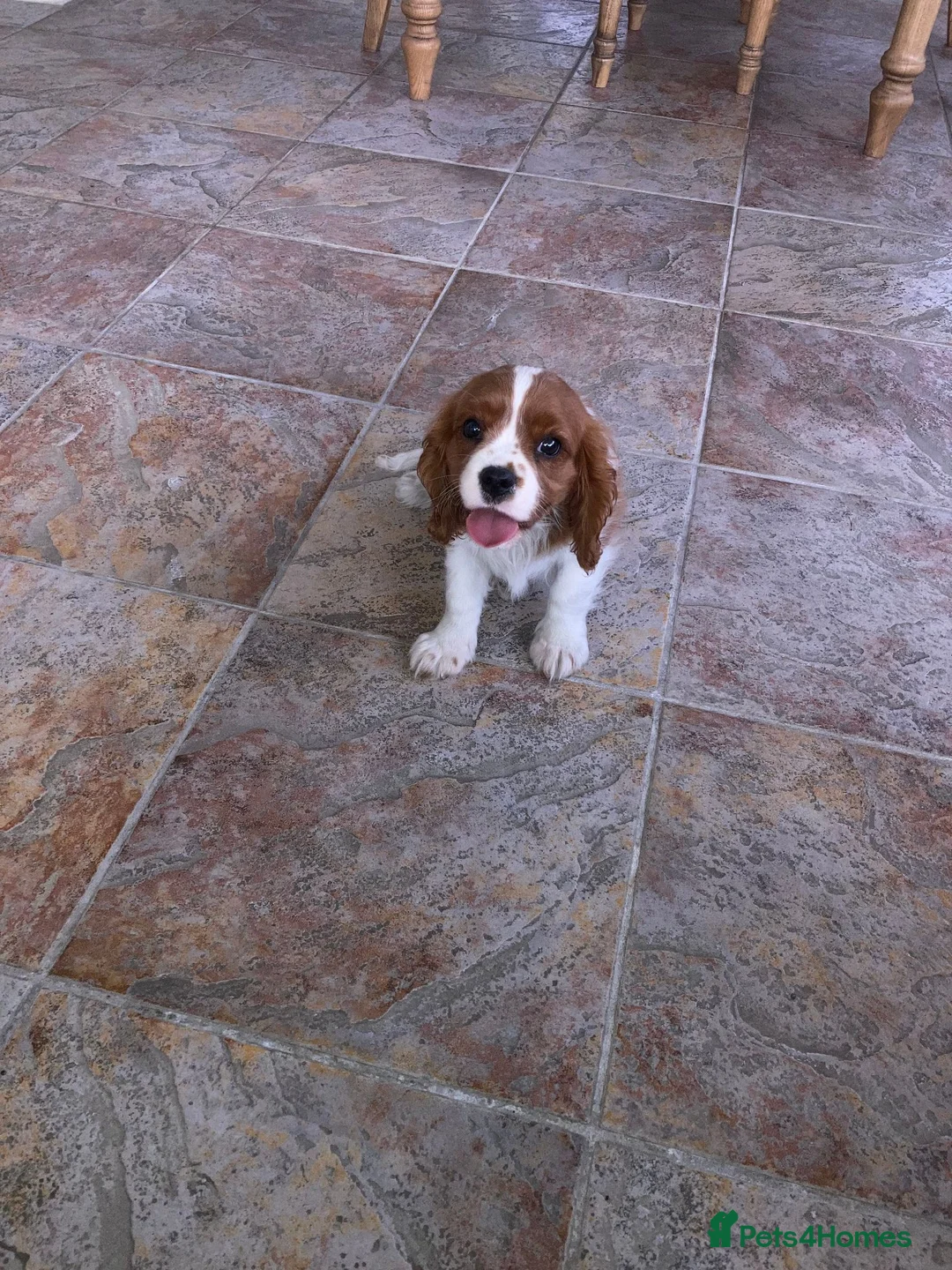 Cavalier King Charles Spaniel dogs for sale: Super KC blenheim pups from health tested parents - Advert 1