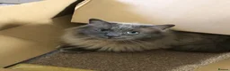 Ragdoll cats for stud: Chocolate carrier blue point Ragdoll Stud - Advert 8