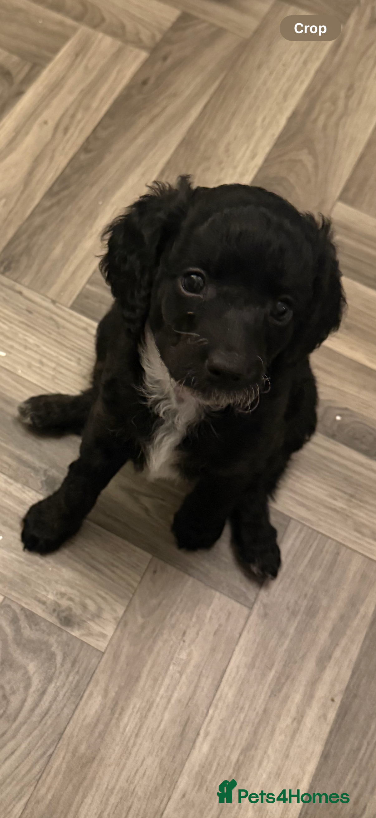 Cockapoo dogs Cockapoo Puppies Ready Now  - Advert 6