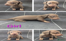 Miniature Dachshund dogs for sale: Beautiful mixture of chocolate and cream mini's - Image 3