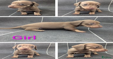 Miniature Dachshund dogs - Advert 2