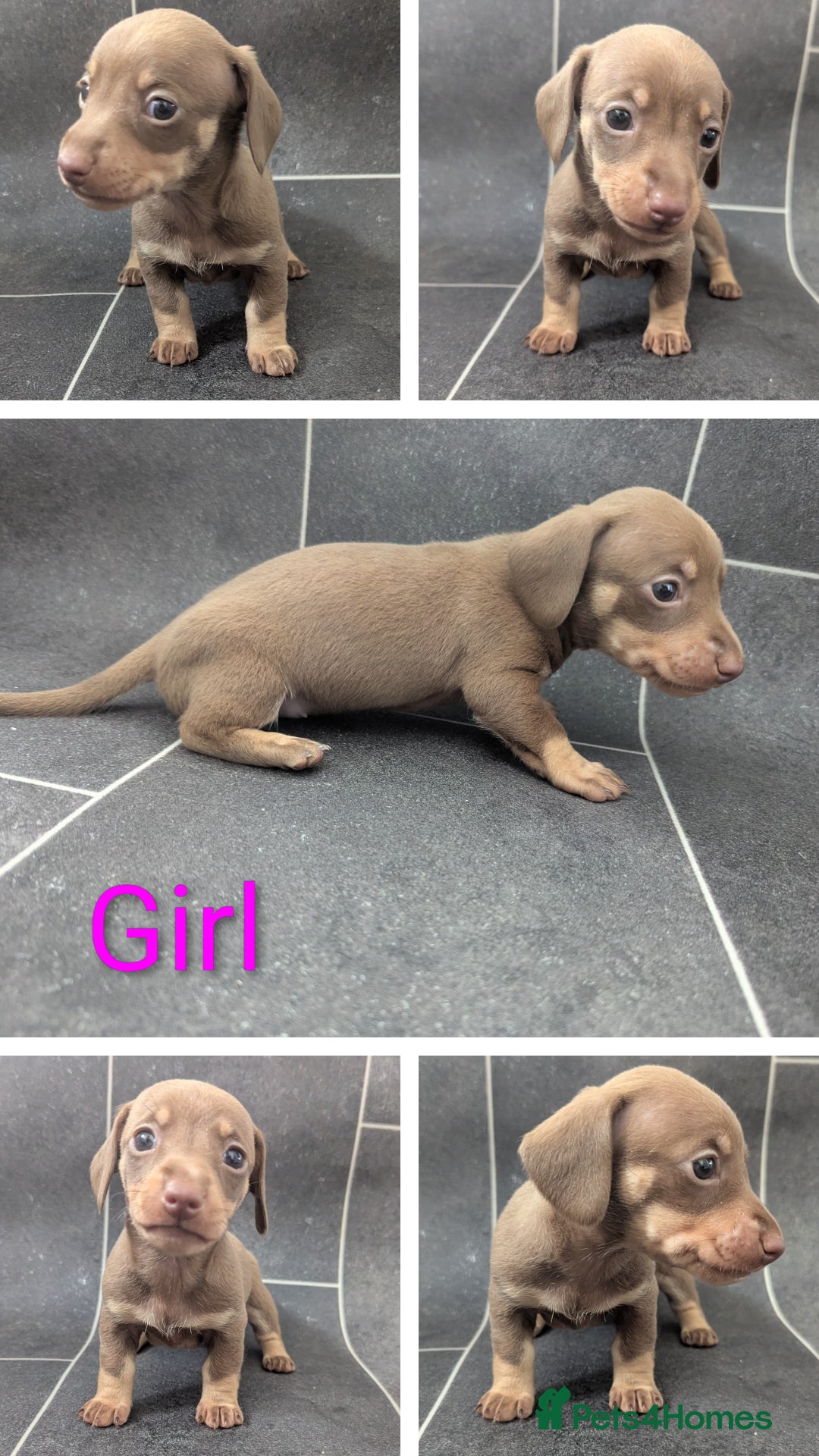Miniature Dachshund dogs for sale: Beautiful mixture of chocolate and cream mini's - Image 3