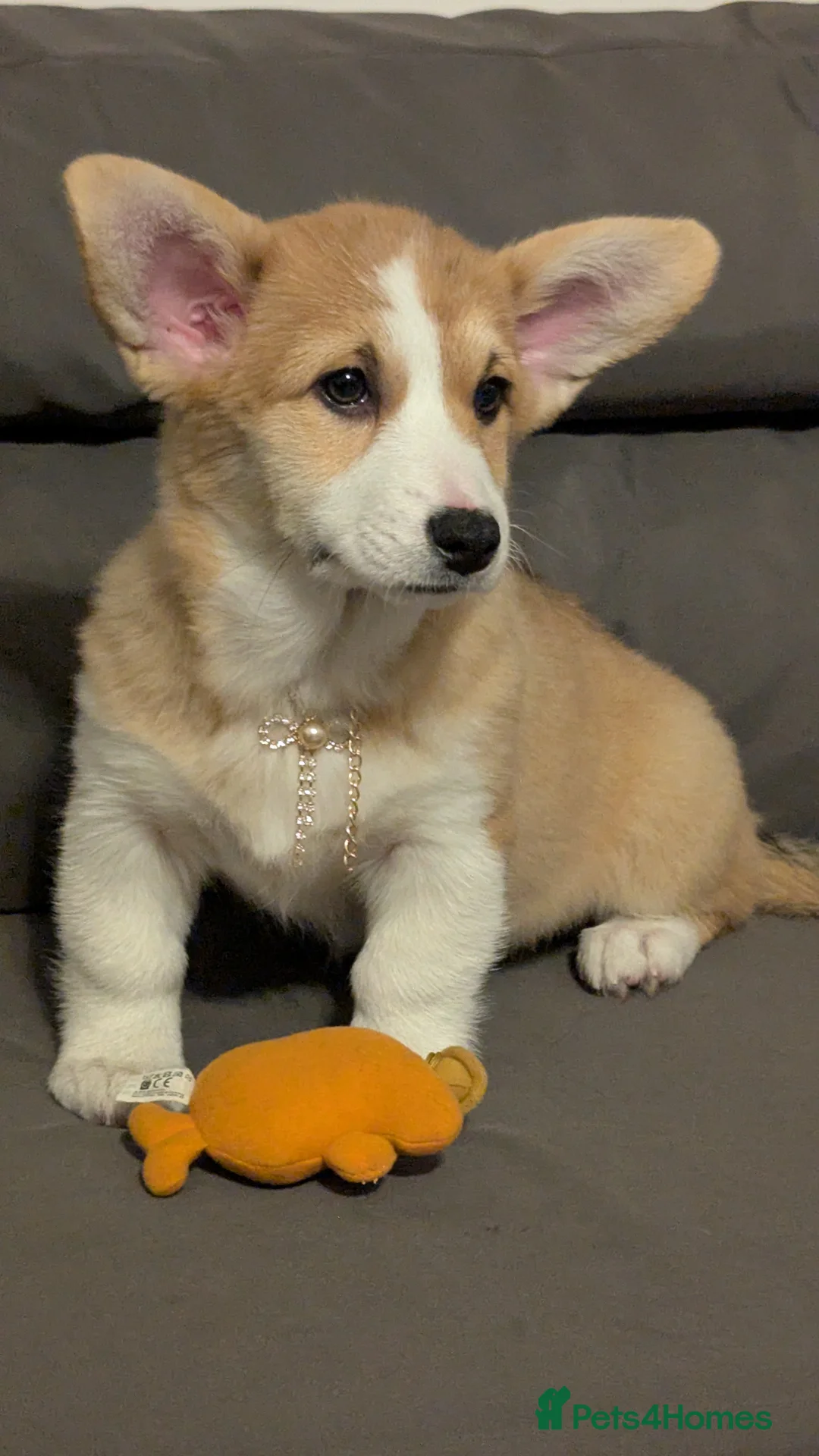Welsh Corgi Pembroke dogs for sale: CHAMPION LINE FEMALE CORGI PUPPY  - Advert 6