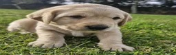Mixed Breed dogs for sale: Labrador x visla puppies (Visladors) - Advert 4