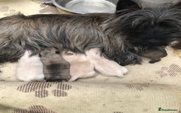 Cairn Terrier dogs for sale: Stunning cairn terrier puppies  - Image 19