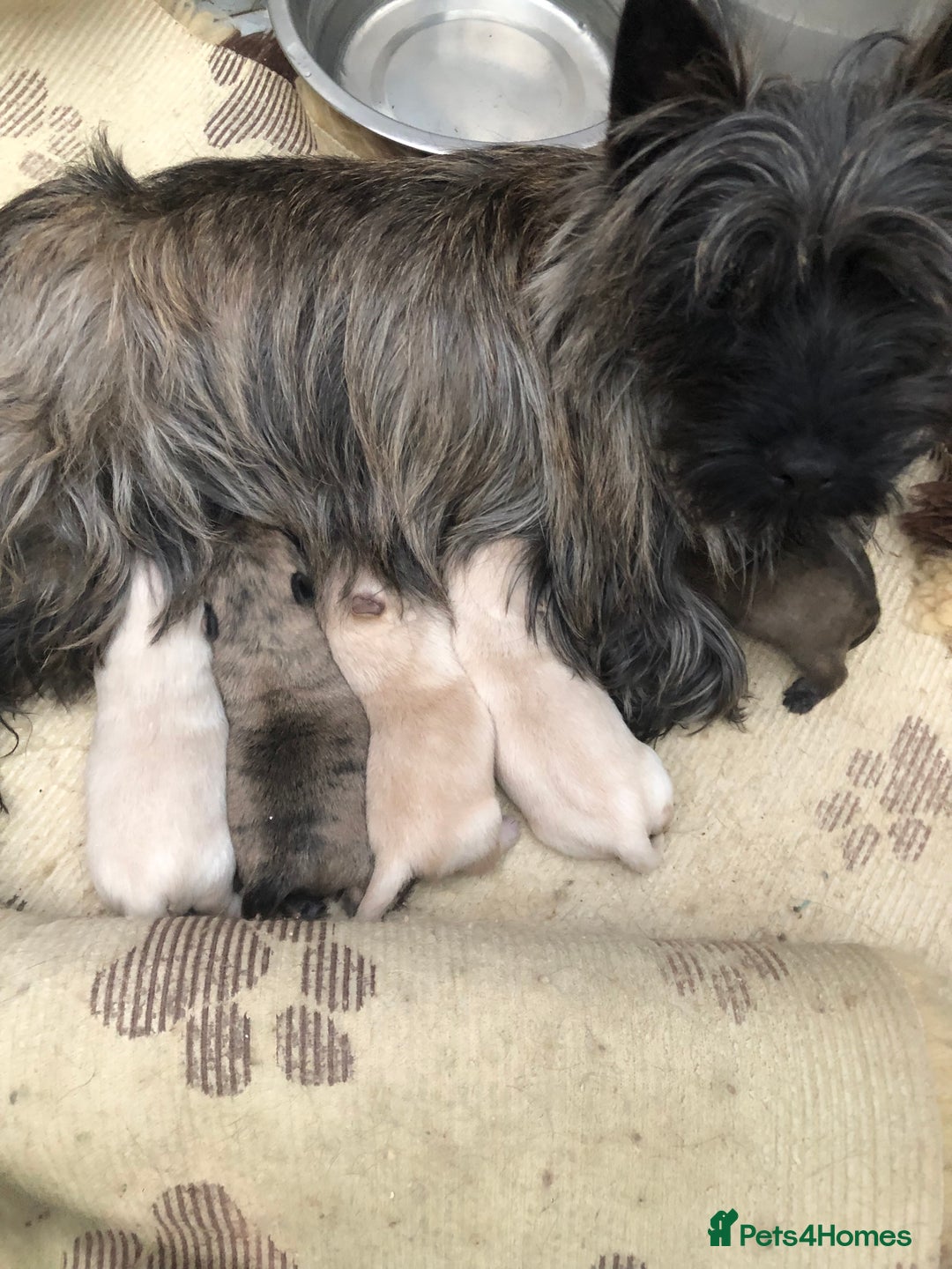 Cairn Terrier dogs for sale: Stunning cairn terrier puppies  - Image 19