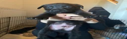 Mixed Breed dogs for sale: Presa Canario Cross Labrador retriever in Preston - Advert 5