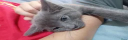 Mixed Breed cats for sale: Grey little kitten in Sheffield - Advert 5