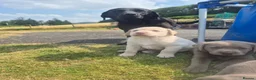 Labrador Retriever dogs for sale: Stunning KC Registered Labrador Retriever  - Advert 9