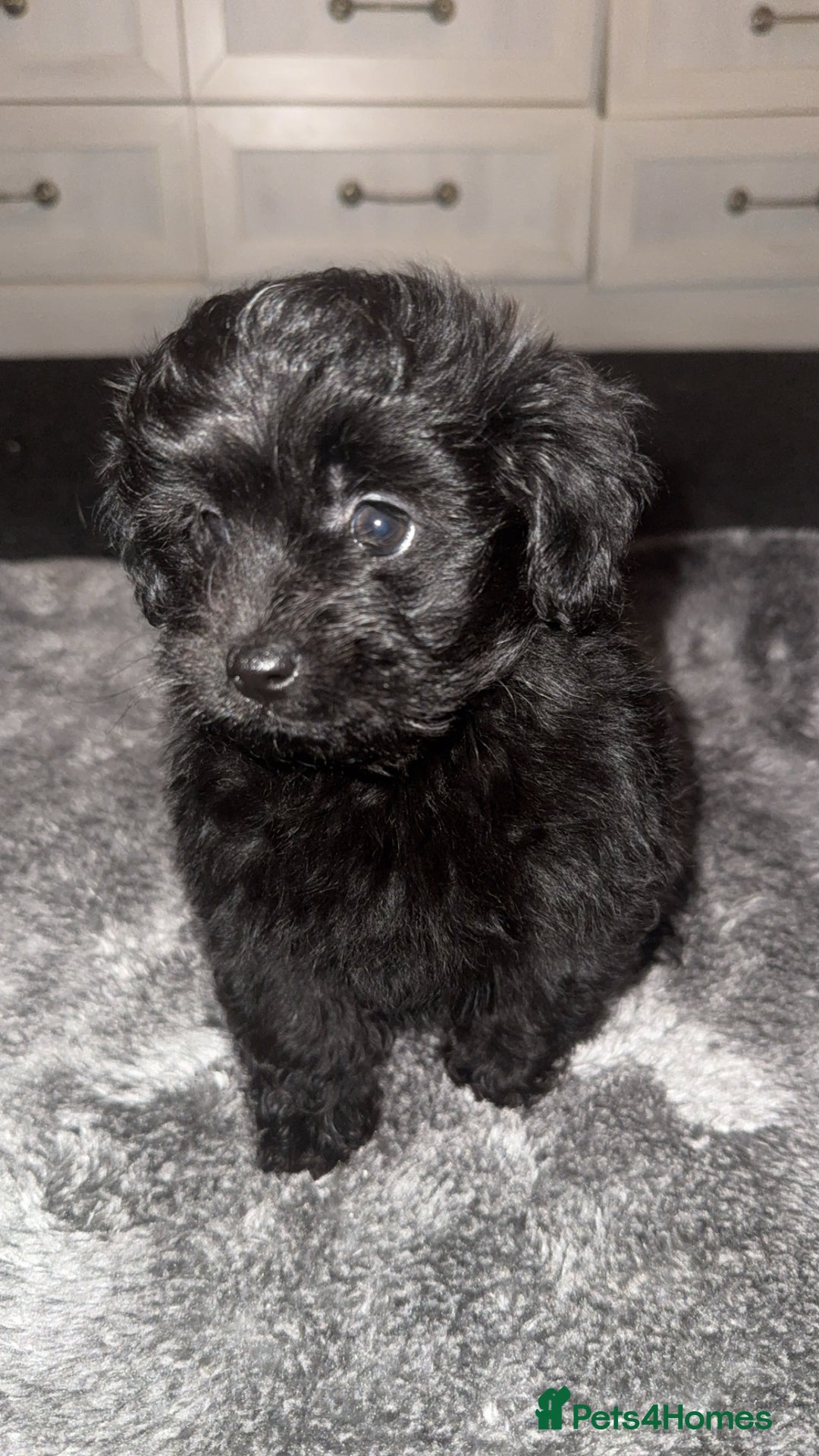 Pomapoo dogs for sale: Princess Pomapoo 🩷 - Advert 3