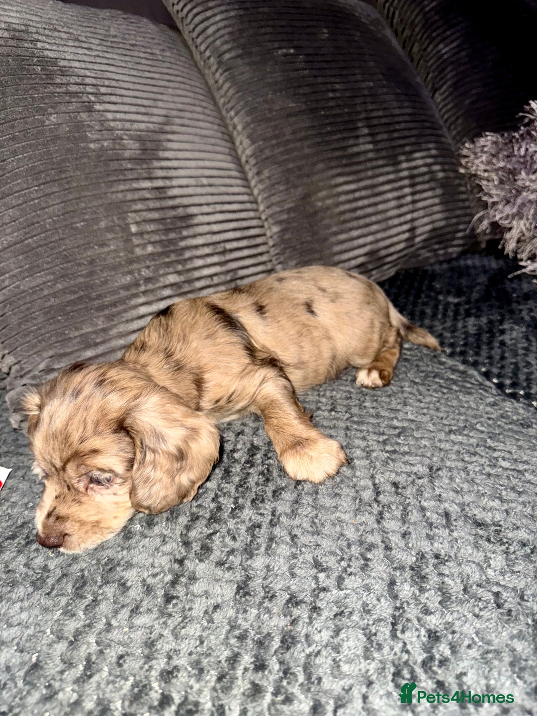 Cocker Spaniel dogs for sale: 2 ABSOLUTELY STUNNING GIRLS LEFT 💜 - Advert 8