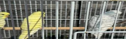 Budgerigars birds for sale: 10 Budgies - Advert 3