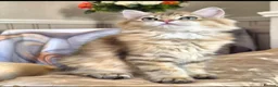 British Longhair cats for sale: British Longhair/Shorthair black golden shaded  - Advert 12
