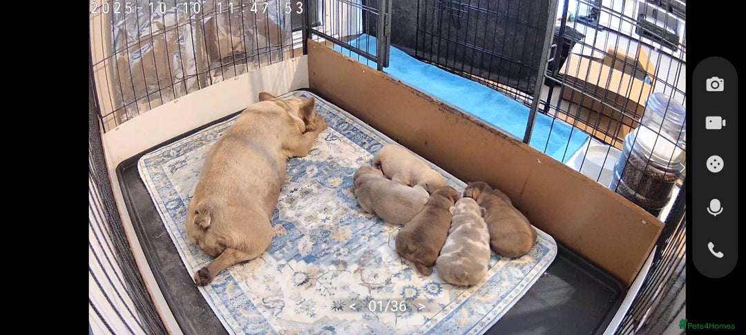 French Bulldog dogs for sale: Reduced Isabella and New Shade Isabella Puppies  - Advert 3