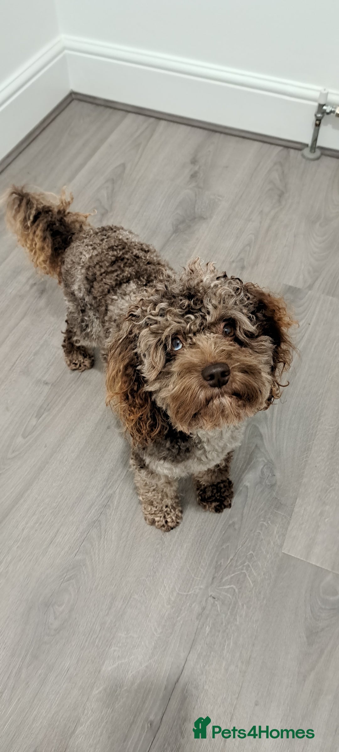 Cockapoo dogs for stud: Cockapoo for stud merle DNA health tested, proven  in Bristol - Advert 9