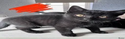 Mixed Breed cats for sale: British shorthair/domestic shorthair in Andover - Advert 6