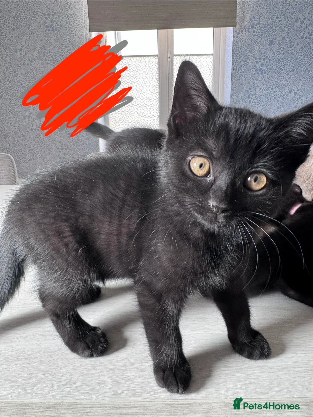 Mixed Breed cats for sale: British shorthair/domestic shorthair in Andover - Advert 6