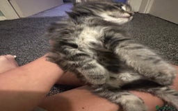 Ragdoll cats for sale: Ragdoll x Maincoone loving babies - Image 18