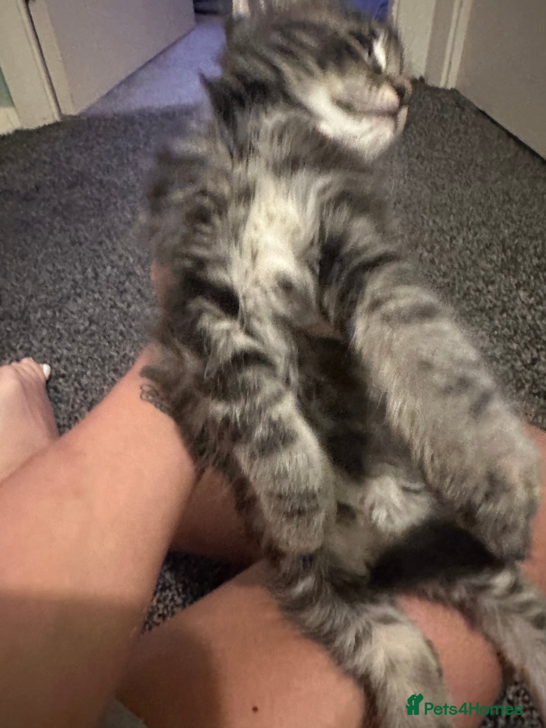 Ragdoll cats for sale: Ragdoll x Maincoone loving babies - Image 18