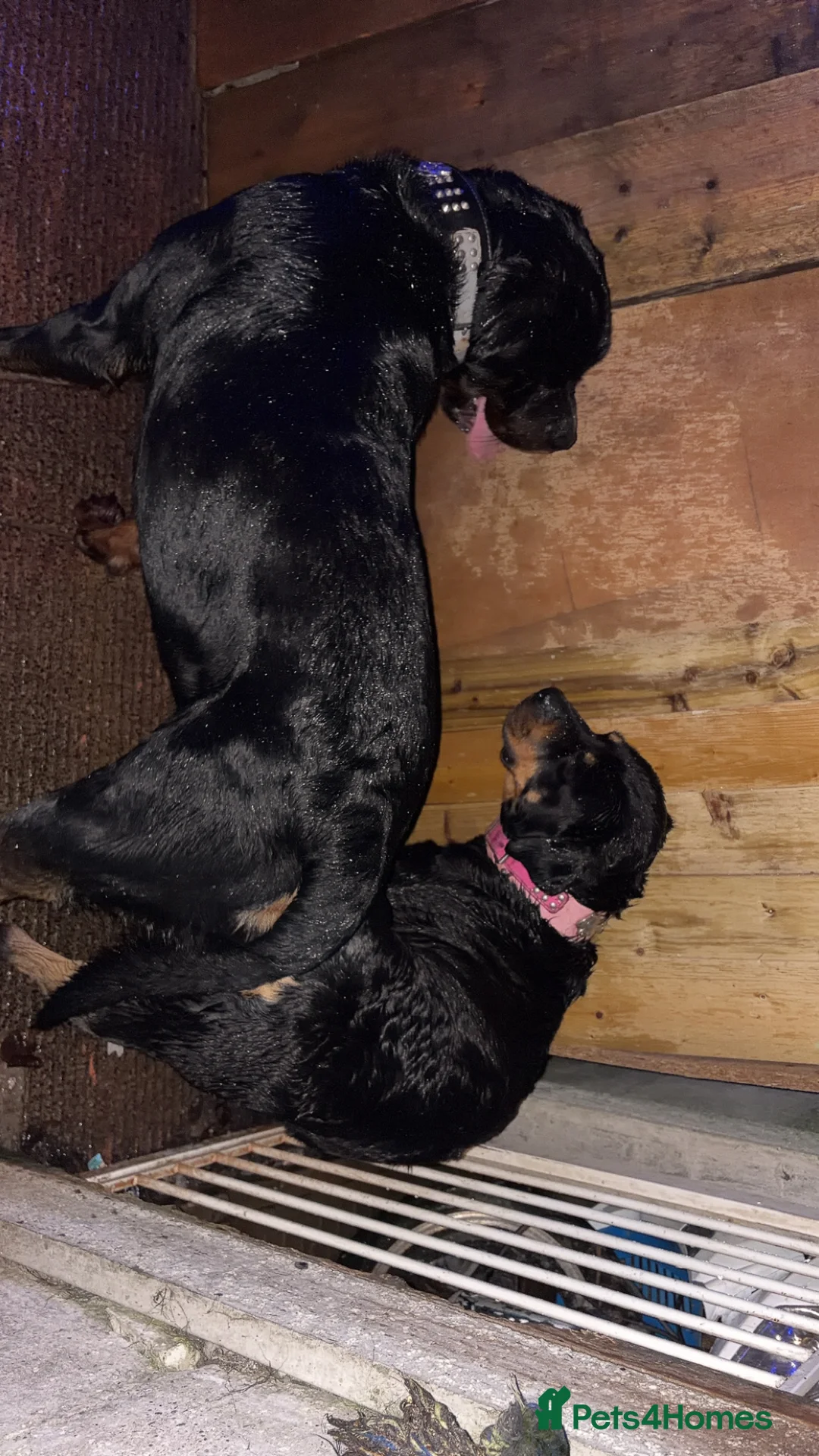 Rottweiler dogs for stud: Rottweiler stud  - Advert 13