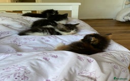 Mixed Breed cats for sale: Three long haired kittens for sale  - Image 4