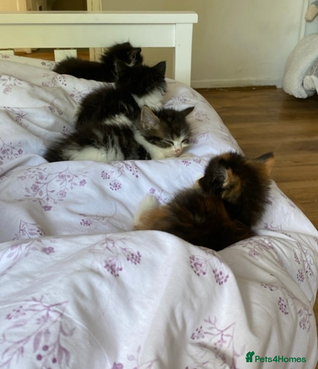 Mixed Breed cats for sale: Three long haired kittens for sale  - Image 4