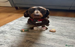 Dachshund dogs for stud: Standard smooth coat chocolate and tan dachshund - Image 3